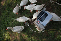 moon geese sensor testing