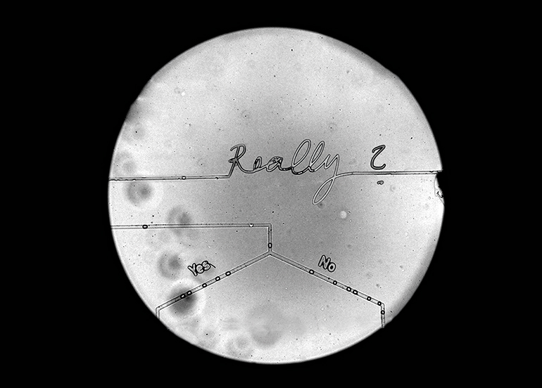 Microfluidic Oracle Chip, microscope view, example question © Agnes Meyer-Brandis, VG Bildkunst, 2019